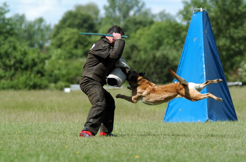 trained attack dogs