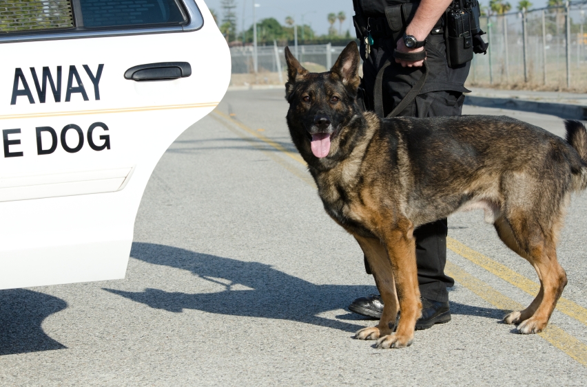 Bradly Croft Trains Shelter Dogs to be Police Dogs in San Antonio Texas